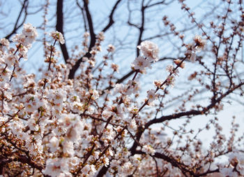 Low angle view of apple blossoms in spring