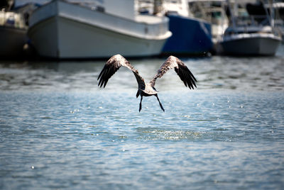 Seagulls flying over lake