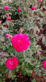 Close-up of pink flowers blooming in spring