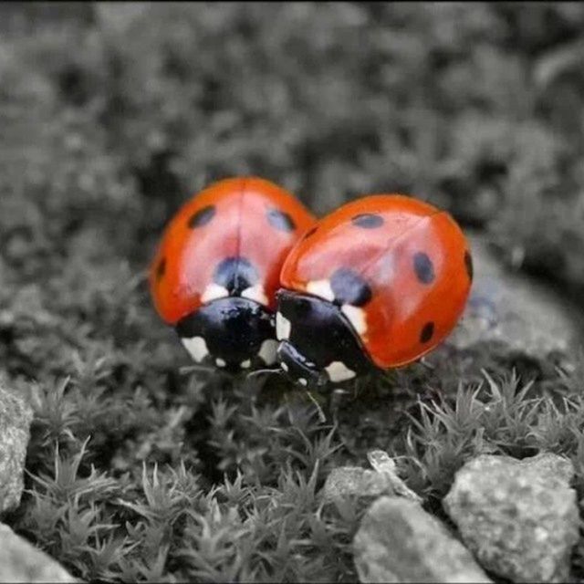 animal themes, animals in the wild, one animal, wildlife, orange color, ladybug, red, insect, focus on foreground, close-up, nature, selective focus, two animals, plant, beauty in nature, day, outdoors, no people, high angle view, field