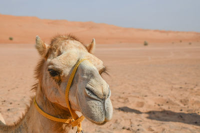 Close-up of camel in desert