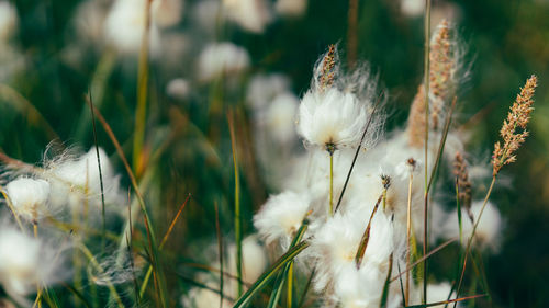 Closeup wild cottongrass on summer day in iceland