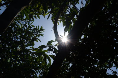 Low angle view of sunlight streaming through tree