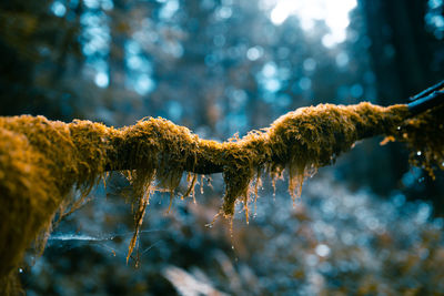 Close-up of frozen branches against blurred background