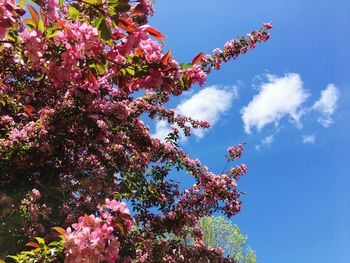 Low angle view of cherry blossom against sky