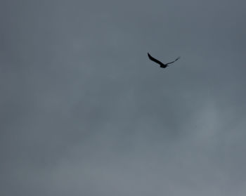 Low angle view of silhouette bird flying against sky