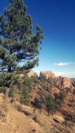 Low angle view of trees on mountain against sky