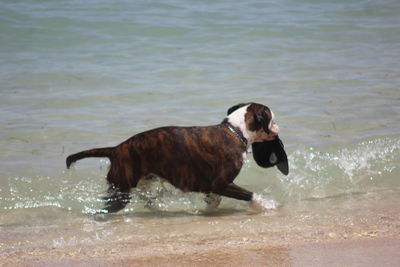 Dog running on beach