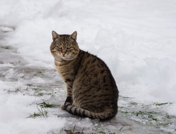 Close-up of cat