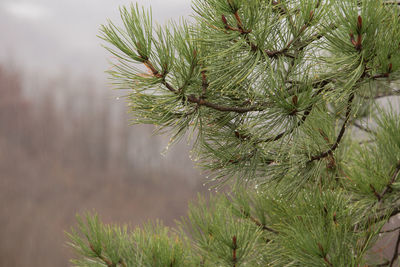 Close-up of tree branch during winter