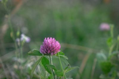 Close-up of pink flowering plant