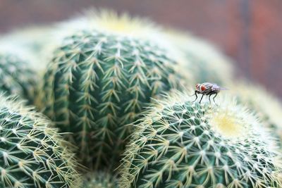 Close-up of housefly perching on cactus