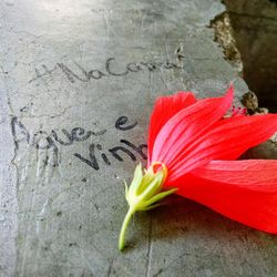 Close-up of red flower