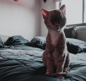 Cat lying on bed at home