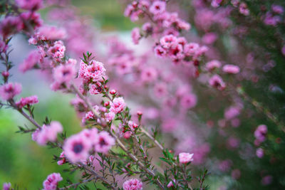 Close-up of pink cherry blossom