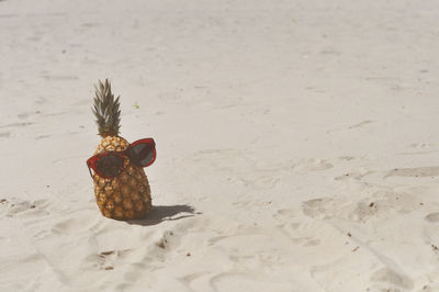 Close-up of sunglasses on pineapple at beach