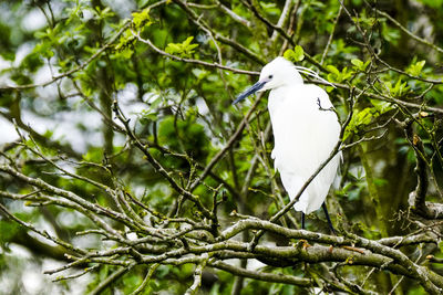 Close-up of bird perching on tree