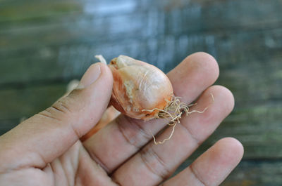 hand