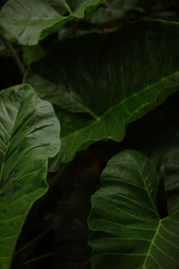 Close-up of green leaves