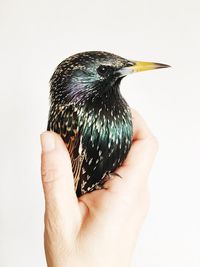 Close-up of human hand holding bird against white background
