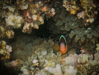 High angle view of fish swimming in sea