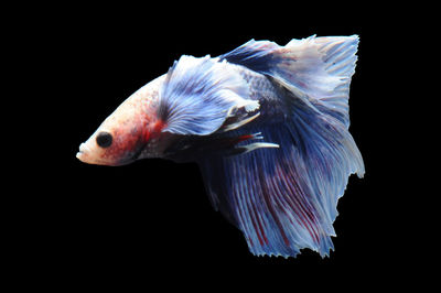 Close-up of fish in sea against black background