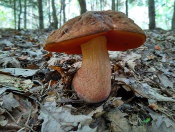 Close-up of mushroom on field
