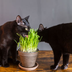 Close-up of black cat sitting on table