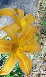 Close-up of yellow flowers
