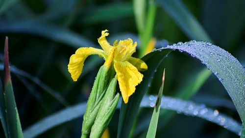 Close-up of dew on yellow flower