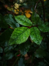 Close-up of leaves on plant