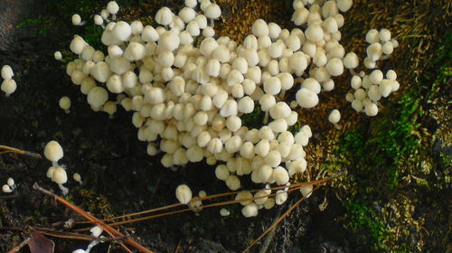 Plants growing on field