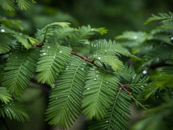 Close-up of raindrops on pine tree