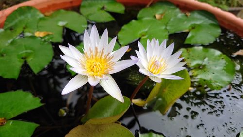 flower