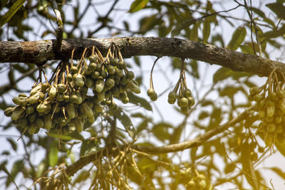 Low angle view of fruit growing on tree