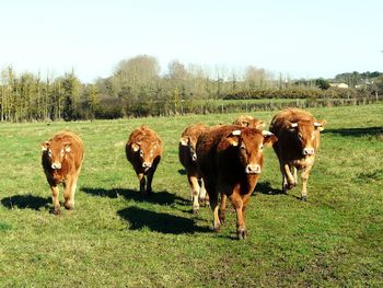 Cows standing in a field