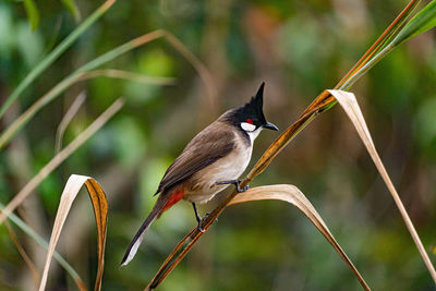 Close-up of bird perching on twig