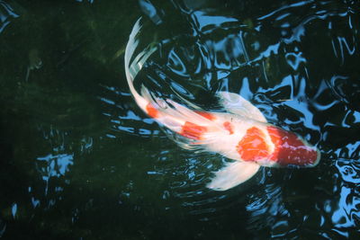 High angle view of koi carps swimming in pond