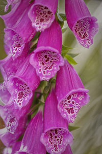 Close-up of pink flowers