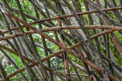 Close-up of bamboo trees in forest