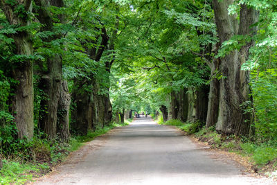 Empty road along trees