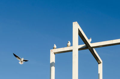 Low angle view of seagull flying