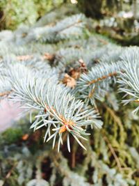 Close-up of pine tree during winter