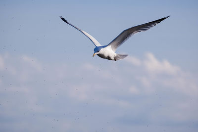 Low angle view of bird flying against sky