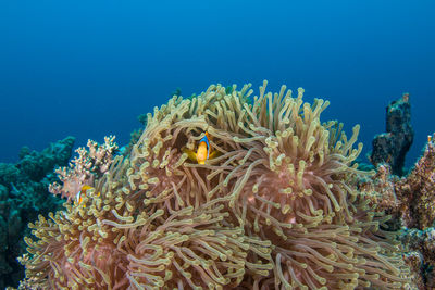 View of coral in sea
