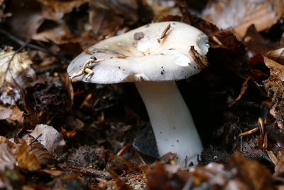 Close-up of mushroom growing on field