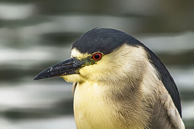 Close-up of black crowned night heron outdoors