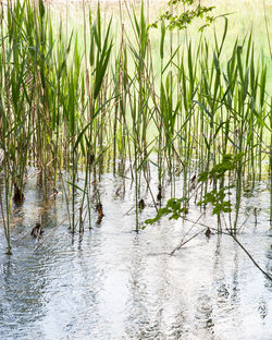 Scenic view of lake