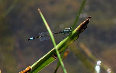 Close-up of dragonfly on blade of grass