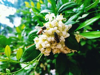 Close-up of bee on flower